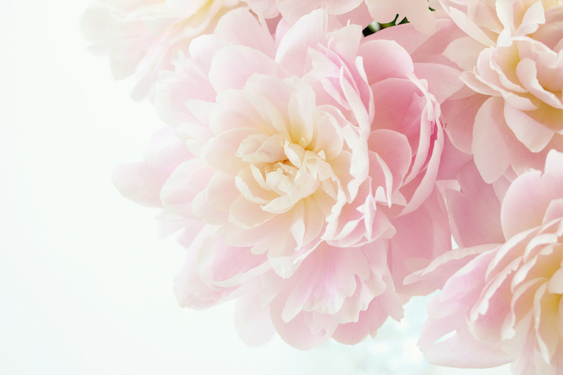 ピンクの花のアップ